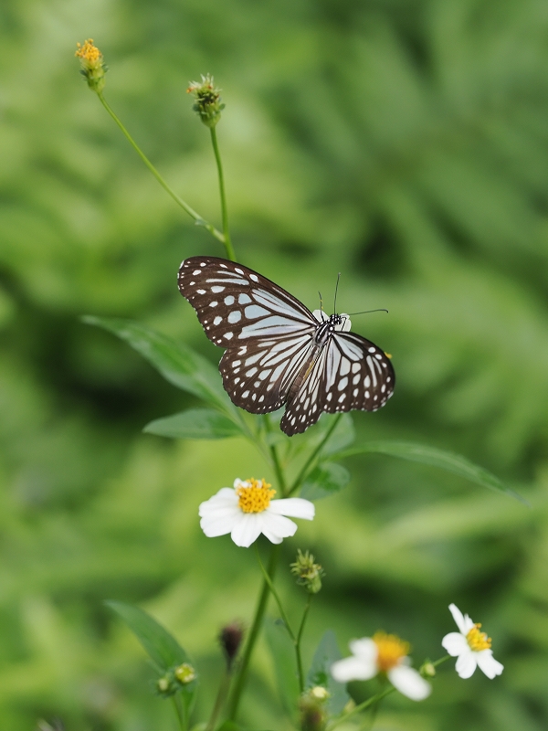 【希少種】 オオヘツカシダ 石垣島産 オオヘツカシダ (Bolbitis heteroclita) - PictureThis